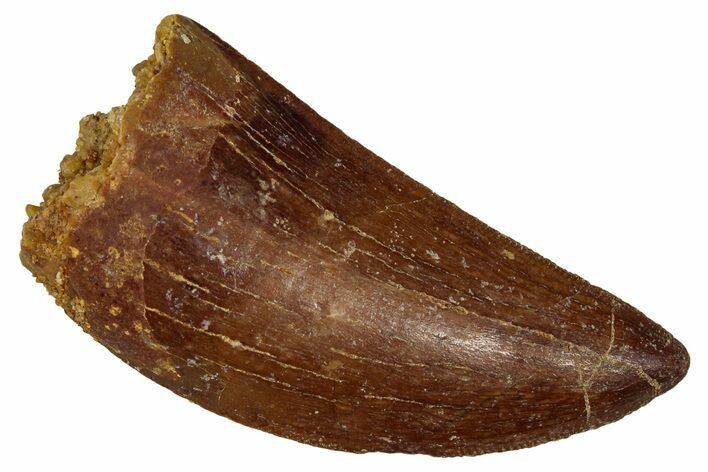 Serrated, Carcharodontosaurus Tooth - Real Dinosaur Tooth #341271